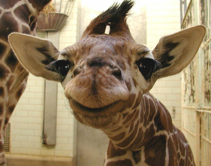 giraffe smiling