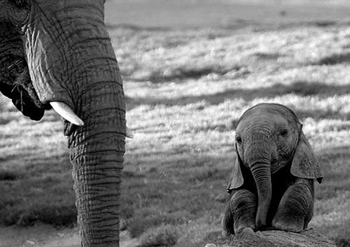 baby elephant floppy ears