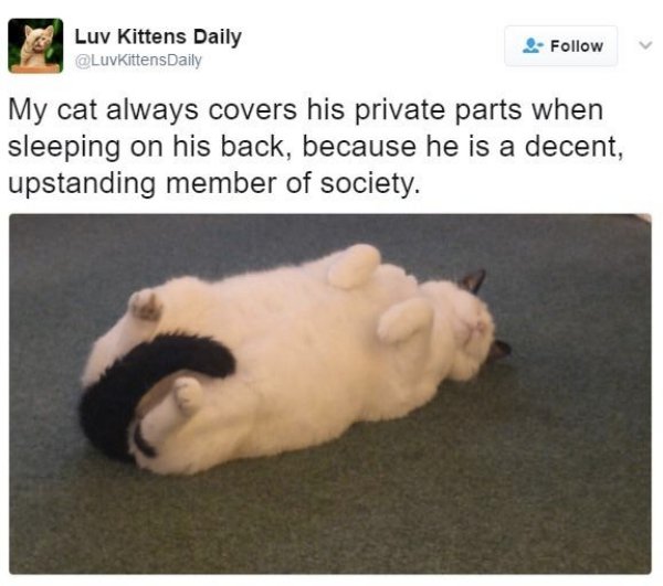 feel good friday wholesome memes - wholesome animal memes - Luv Kittens Daily My cat always covers his private parts when sleeping on his back, because he is a decent, upstanding member of society.