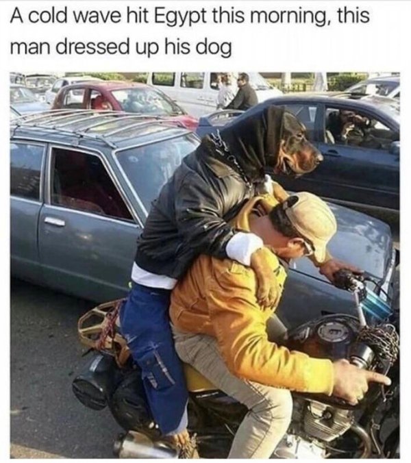 feel good friday wholesome memes - car - A cold wave hit Egypt this morning, this man dressed up his dog Fron
