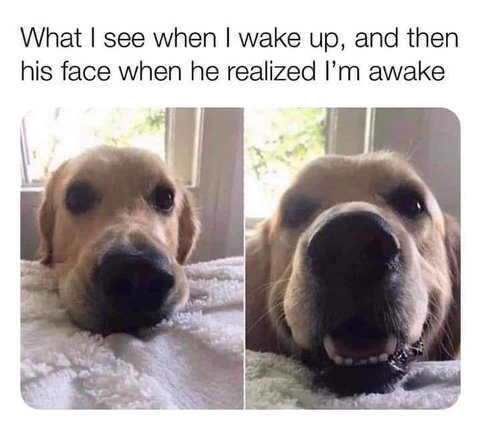 feel good friday wholesome memes - funny - What I see when I wake up, and then his face when he realized I'm awake