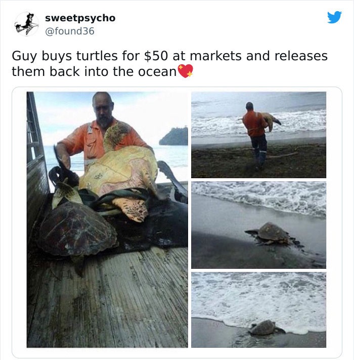 feel good friday wholesome memes - sea turtles new zealand - sweetpsycho Guy buys turtles for $50 at markets and releases them back into the ocean