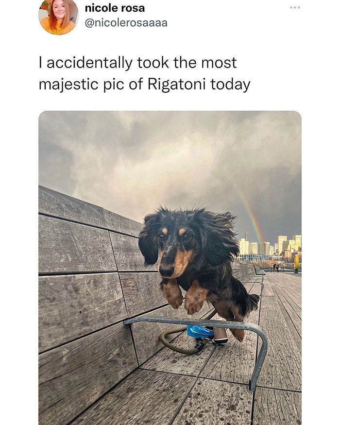feel good friday wholesome memes - dog - nicole rosa I accidentally took the most majestic pic of Rigatoni today