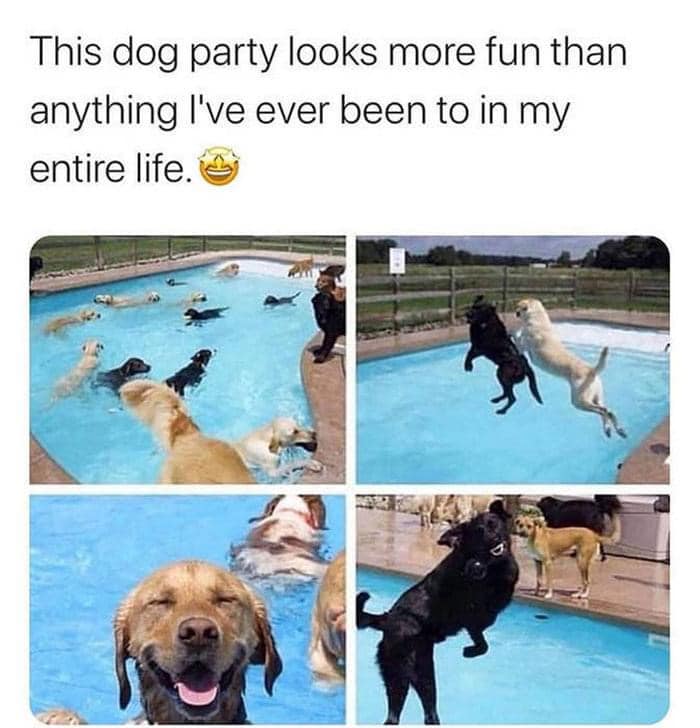 feel good friday wholesome memes - dog - This dog party looks more fun than anything I've ever been to in my entire life.