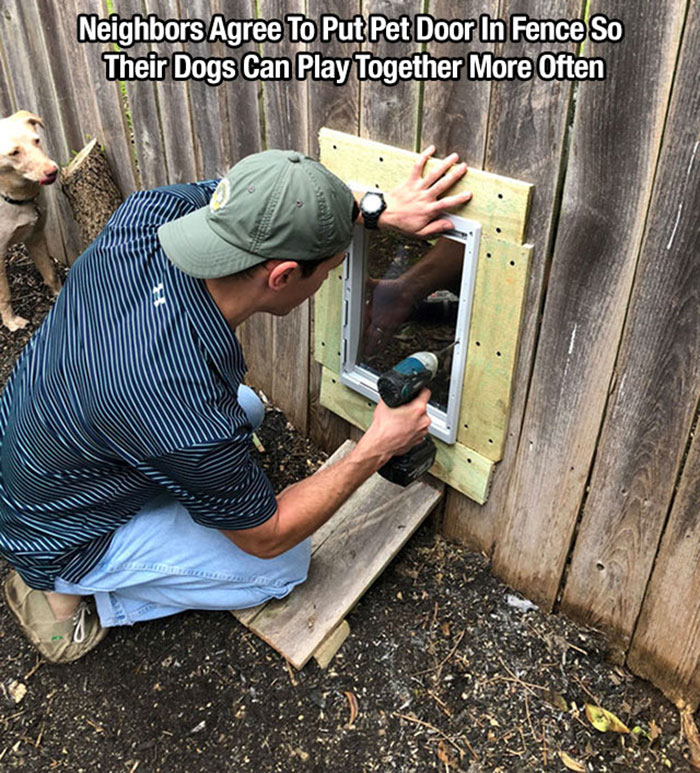 feel good friday wholesome memes - dog door for fence - Neighbors Agree To Put Pet Door In Fence So Their Dogs Can Play Together More Often Calify Razers
