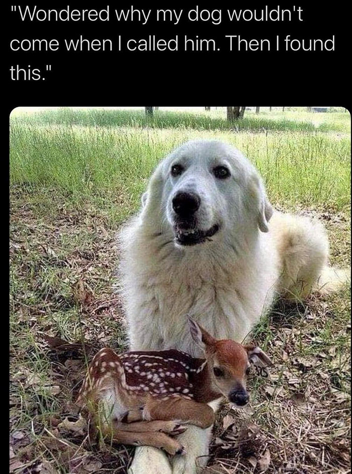 wholesome memes - fauna - "Wondered why my dog wouldn't come when I called him. Then I found this."