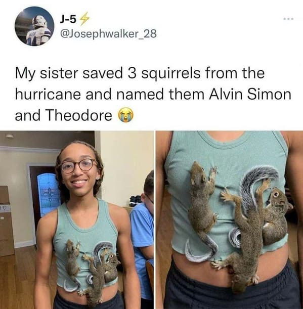 wholesome memes - sister saves 3 squirrels from the hurricane - m J54 My sister saved 3 squirrels from the hurricane and named them Alvin Simon and Theodore
