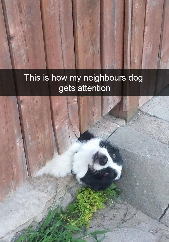 wholesome memes - funny dog snapchats - This is how my neighbours dog gets attention
