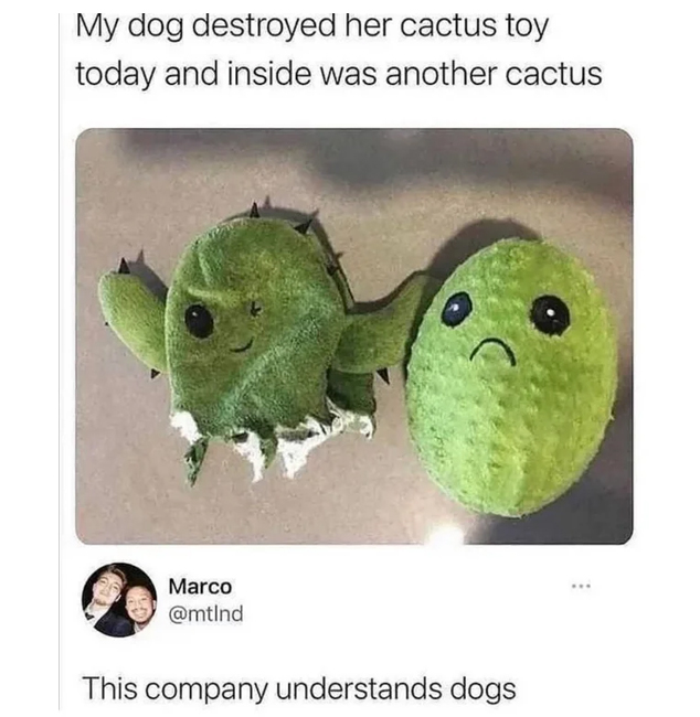 wholesome memes - dog toy sad cactus - My dog destroyed her cactus toy today and inside was another cactus Marco This company understands dogs