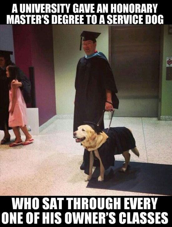 feel good friday wholesome memes and pics - service dog graduation - A University Gave An Honorary Master'S Degree To A Service Dog Who Sat Through Every One Of His Owner'S Classes