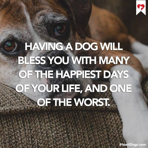 feel good friday wholesome memes and pics - Dog - Having A Dog Will Bless You With Many Of The Happiest Days Of Your Life, And One Of The Worst. iHeartDogs.com