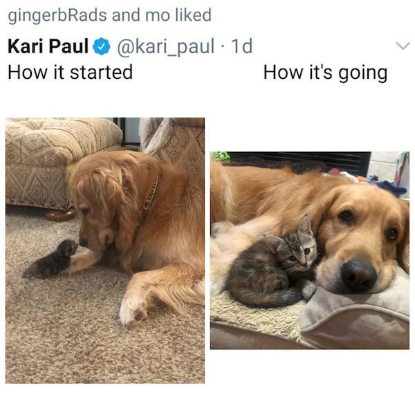 feel good friday wholesome memes and pics - golden retriever - gingerbRads and mo d Kari Paul . 1d How it started How it's going