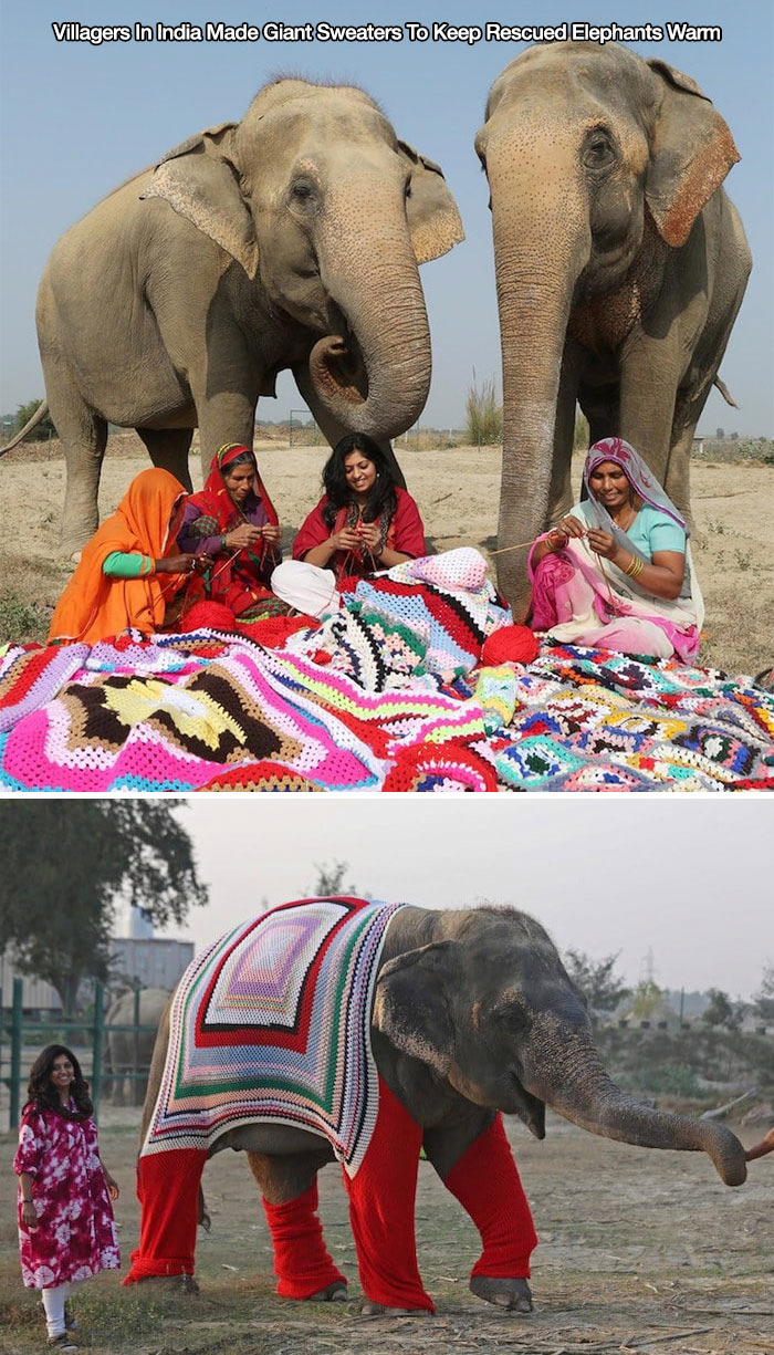 feel good friday wholesome memes and pics - sweaters for elephants - Villagers In India Made Giant Sweaters To Keep Rescued Elephants Warm