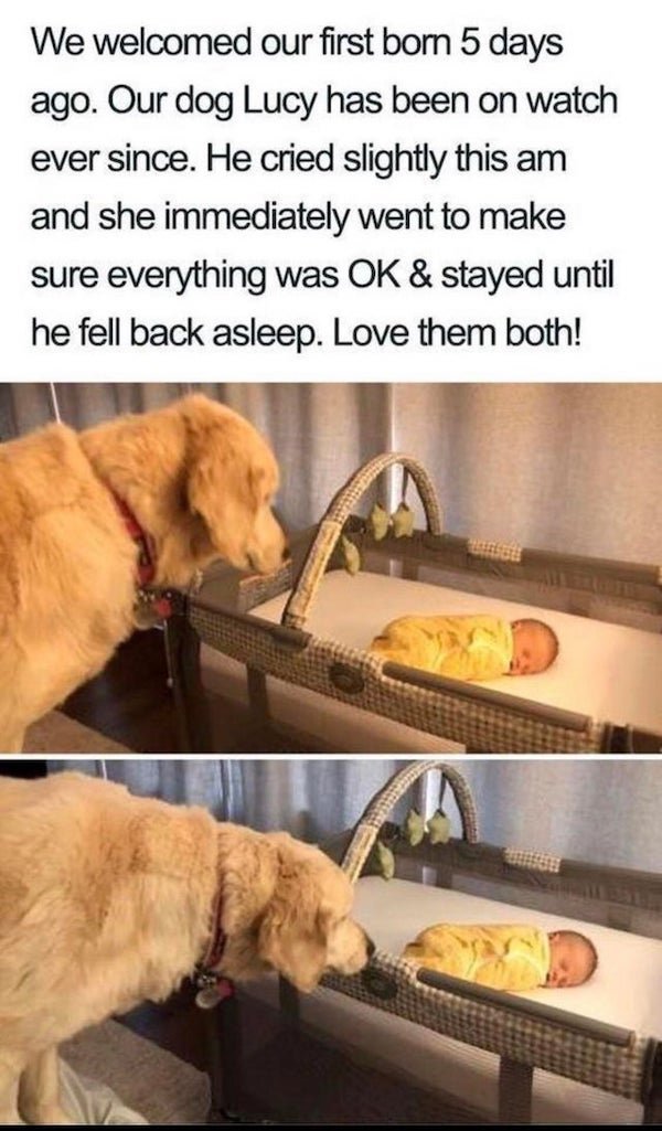 feel good friday wholesome memes and pics - cute wholesome animal memes - We welcomed our first born 5 days ago. Our dog Lucy has been on watch ever since. He cried slightly this am and she immediately went to make sure everything was Ok & stayed until he