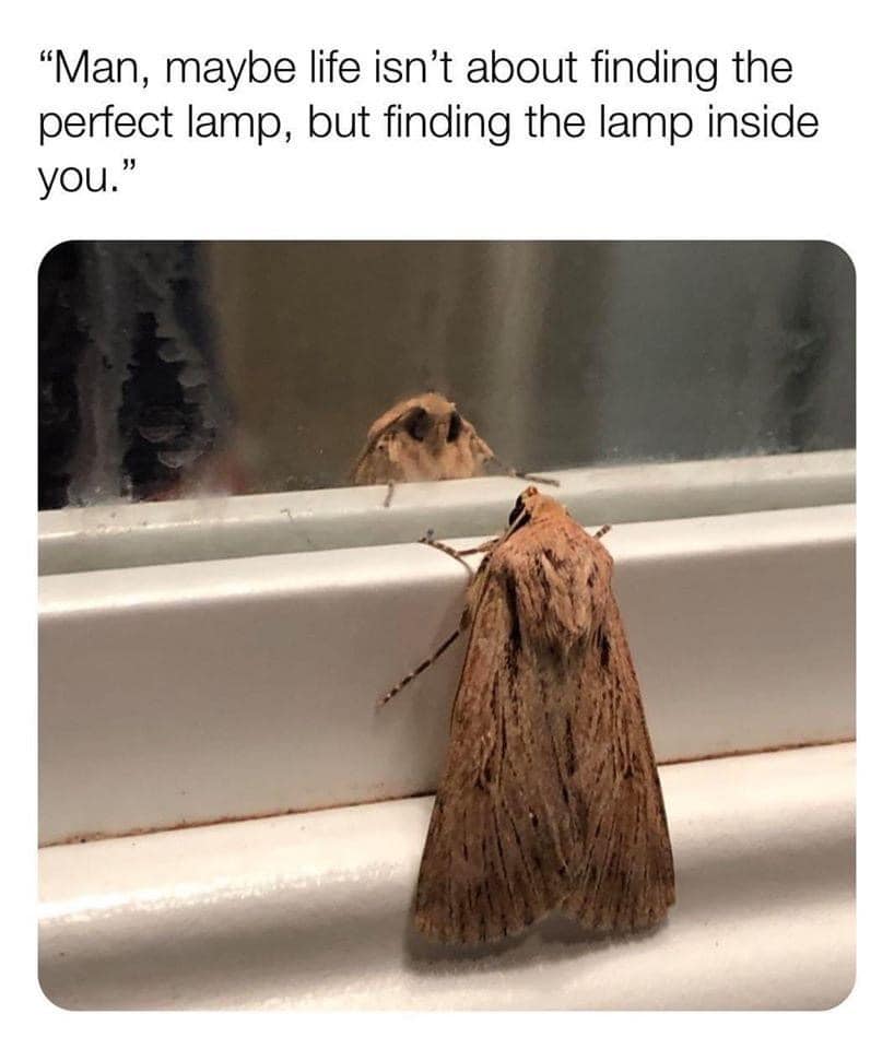 feel good friday wholesome memes and pics - maybe life isn t about finding the perfect lamp - "Man, maybe life isn't about finding the perfect lamp, but finding the lamp inside you."