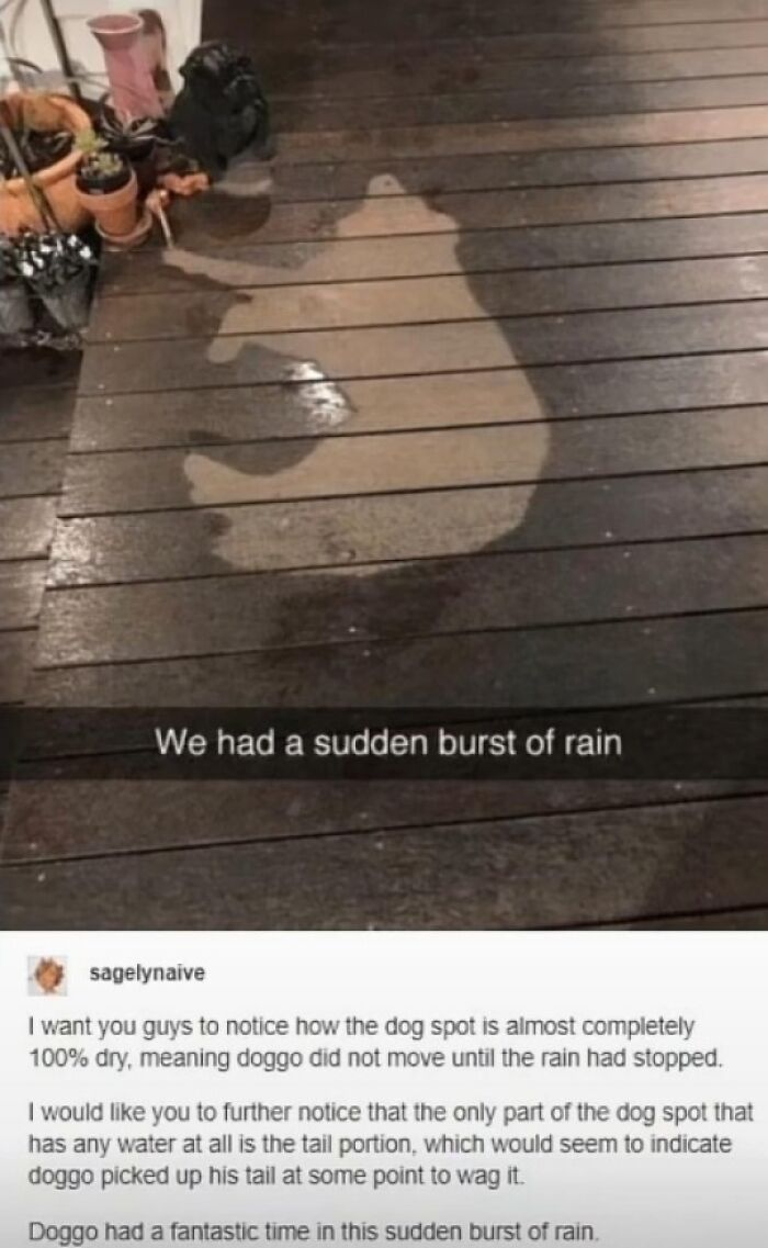 wholesome pics - doggo in sudden burst of rain - We had a sudden burst of rain sagelynaive I want you guys to notice how the dog spot is almost completely 100% dry, meaning doggo did not move until the rain had stopped. I would you to further notice that 