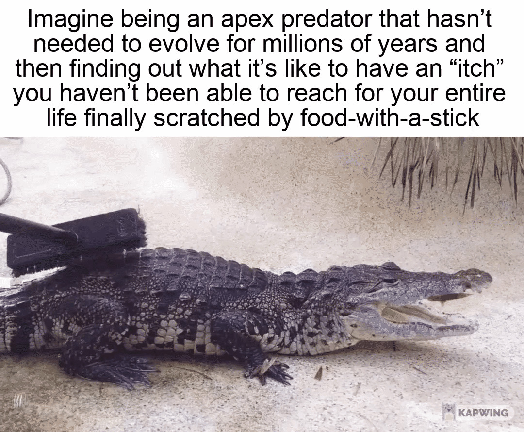 wholesome pics - croc or alligator meme - Imagine being an apex predator that hasn't needed to evolve for millions of years and then finding out what it's to have an "itch" you haven't been able to reach for your entire life finally scratched by foodwitha