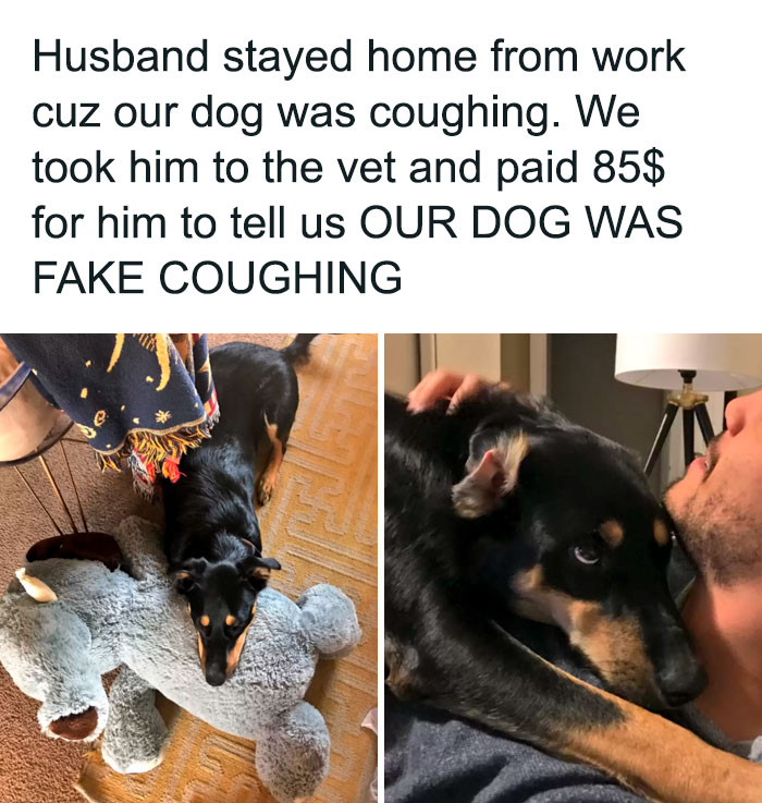 wholesome pics - dog - Husband stayed home from work cuz our dog was coughing. We took him to the vet and paid 85$ for him to tell us Our Dog Was Fake Coughing e