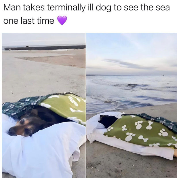 wholesome stories and feel good memes - water - Man takes terminally ill dog to see the sea one last time ggo a