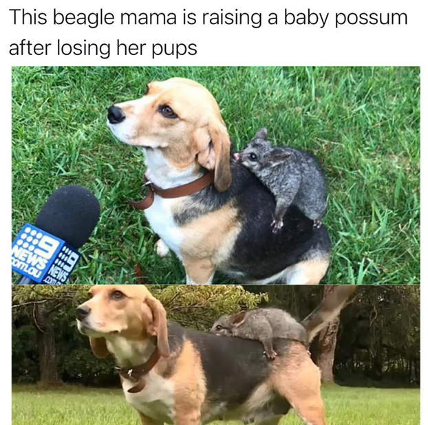 wholesome stories and feel good memes - beagle - This beagle mama is raising a baby possum after losing her pups News News com.au comp
