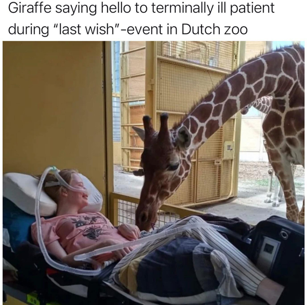 wholesome stories and feel good memes - giraffe - Giraffe saying hello to terminally ill patient during "last wish"event in Dutch zoo