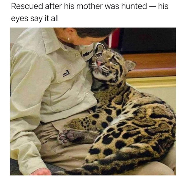 wholesome stories and feel good memes - fauna - Rescued after his mother was hunted his eyes say it all smill