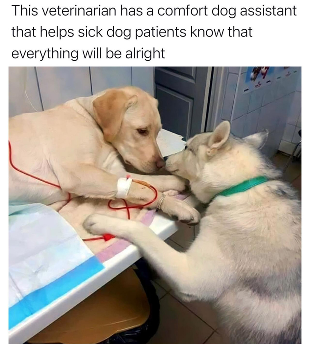 wholesome stories and feel good memes - photo caption - This veterinarian has a comfort dog assistant that helps sick dog patients know that everything will be alright