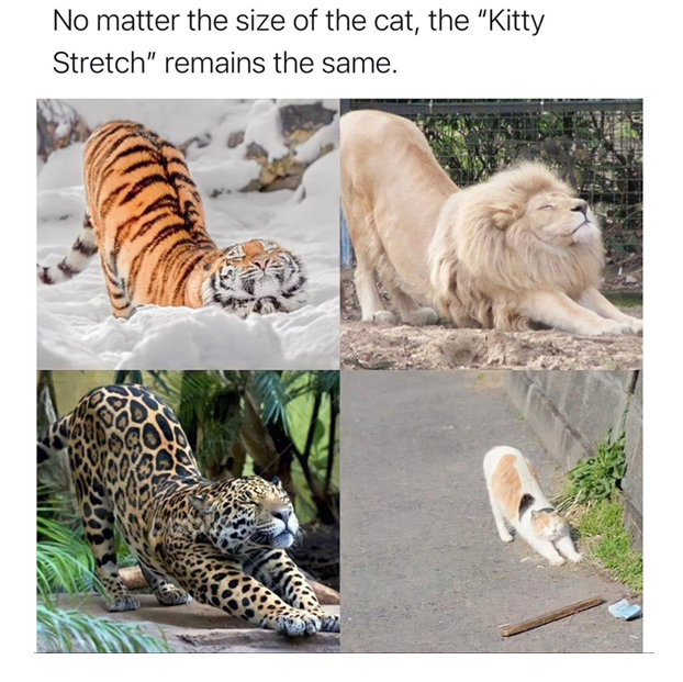 wholesome stories and feel good memes - wildlife - No matter the size of the cat, the "Kitty Stretch" remains the same.