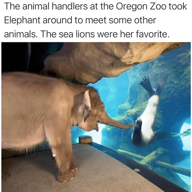 wholesome stories and feel good memes - elephants and mammoths - The animal handlers at the Oregon Zoo took Elephant around to meet some other animals. The sea lions were her favorite.