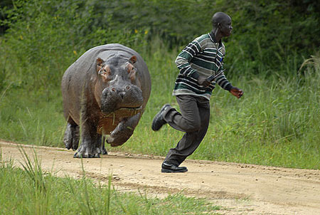 Hippo chase