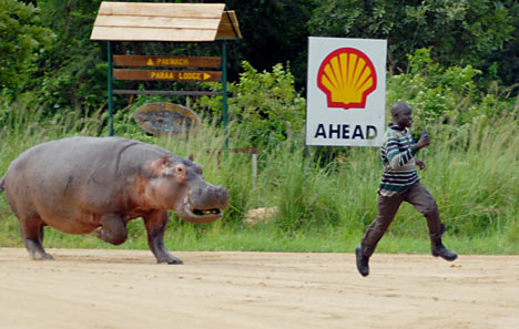 Hippo chase