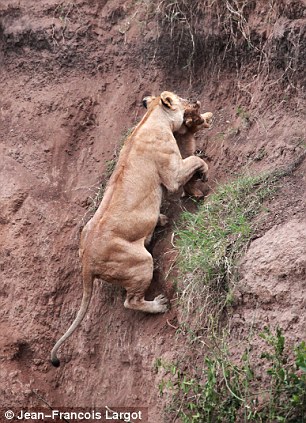 Lion cub saved by mum