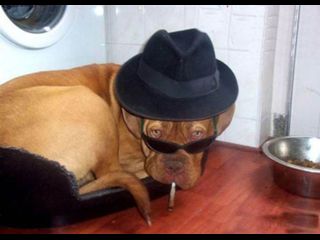 blues brothers dog