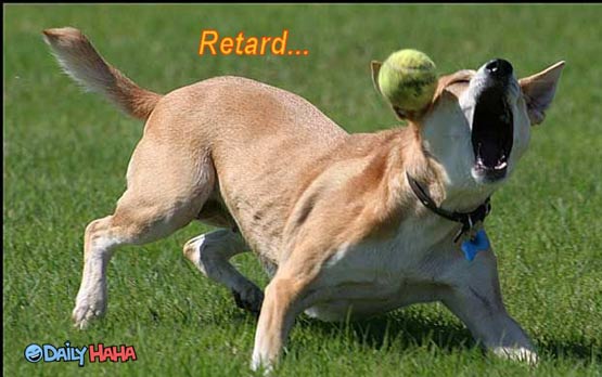 Retarded Cats and Dogs