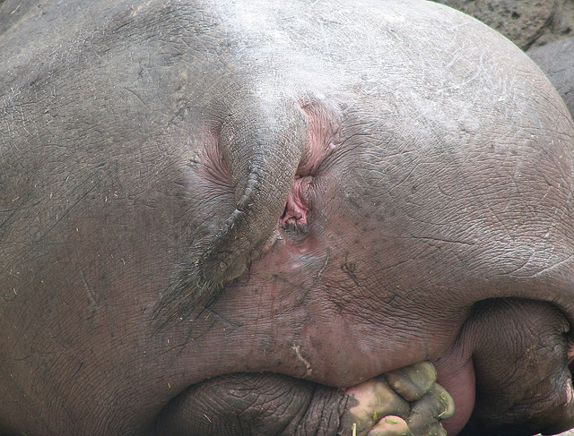 Hippopotamus Butthole Armageddon