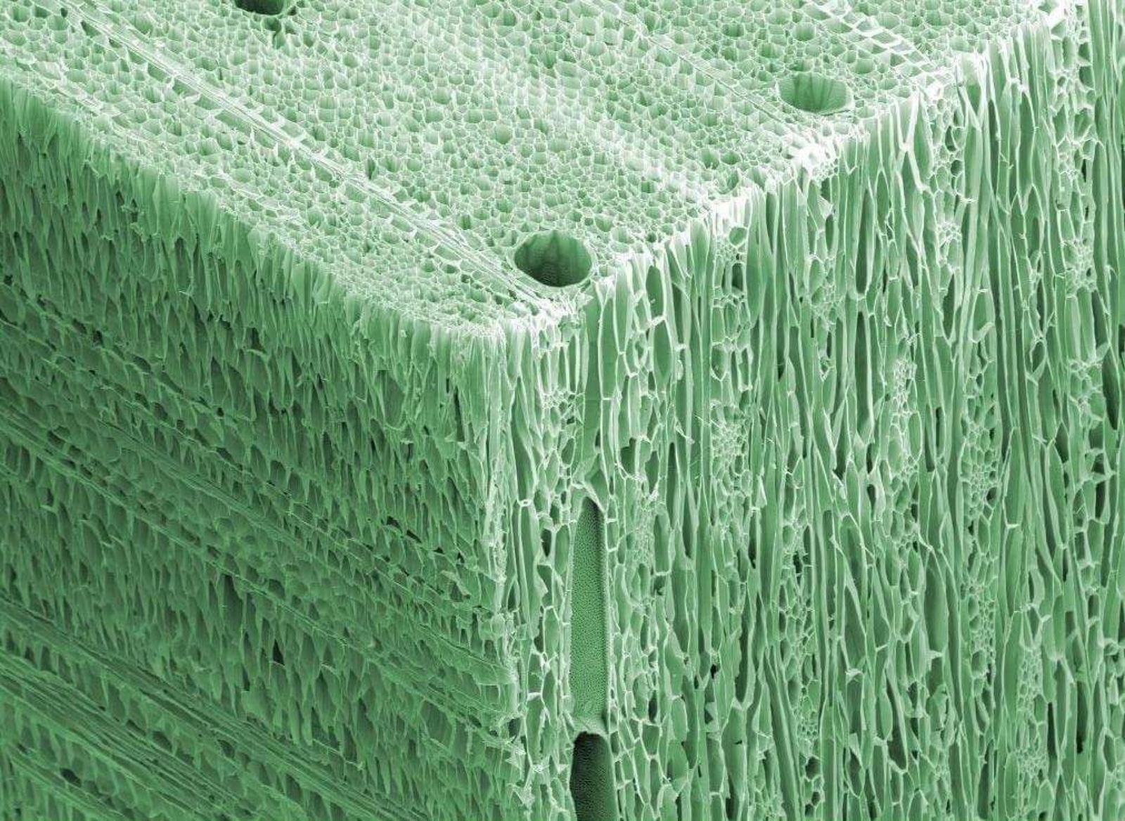 wood under electron microscope