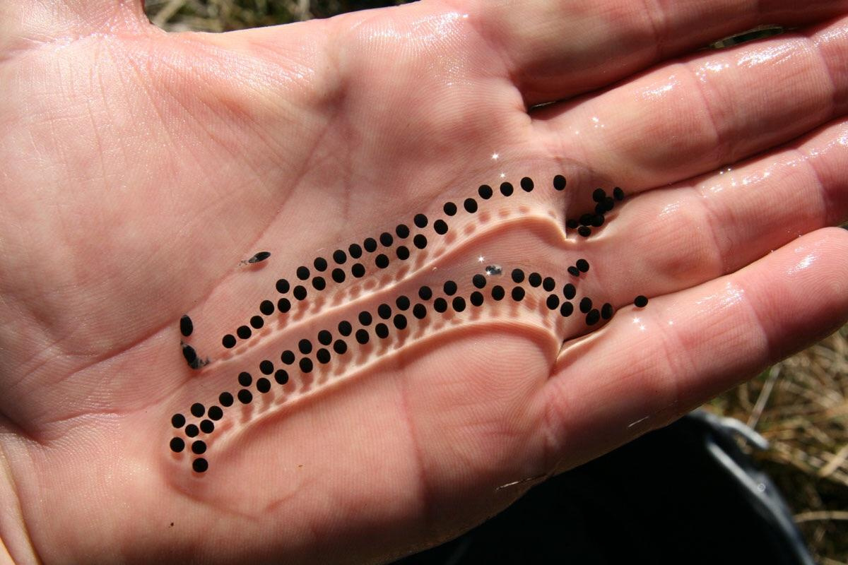 Cane toad eggs