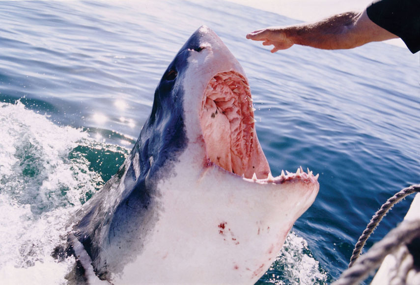 south african great white shark