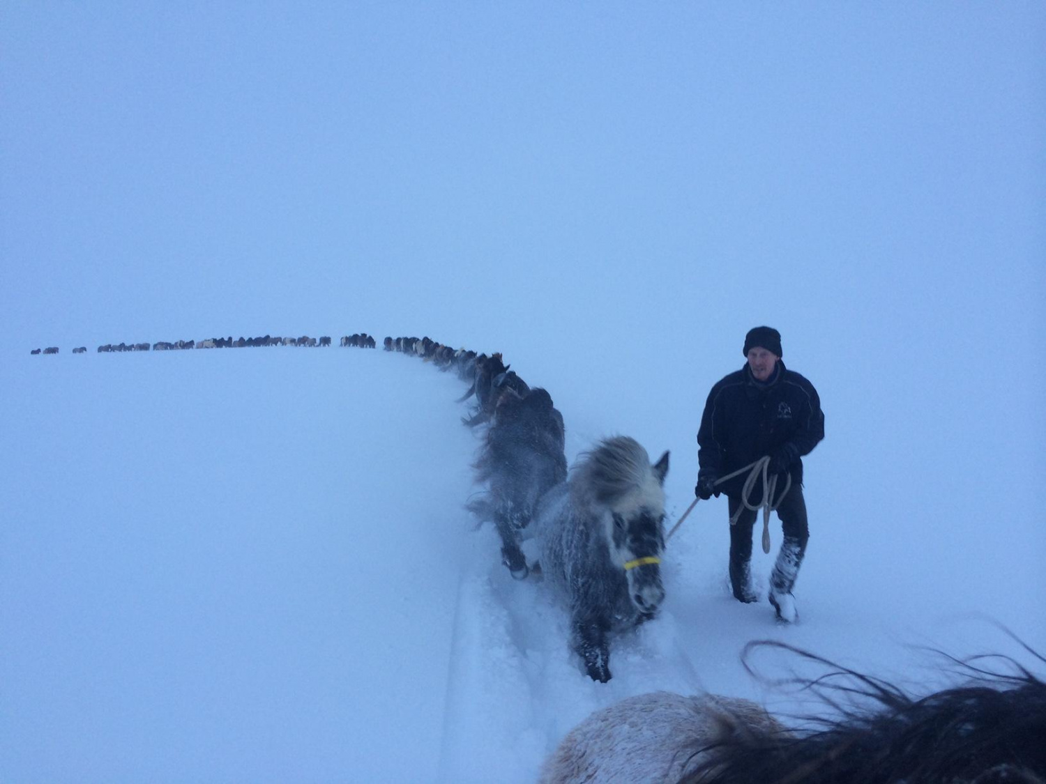 Rescuing horses in Akureyri, Iceland, 2015