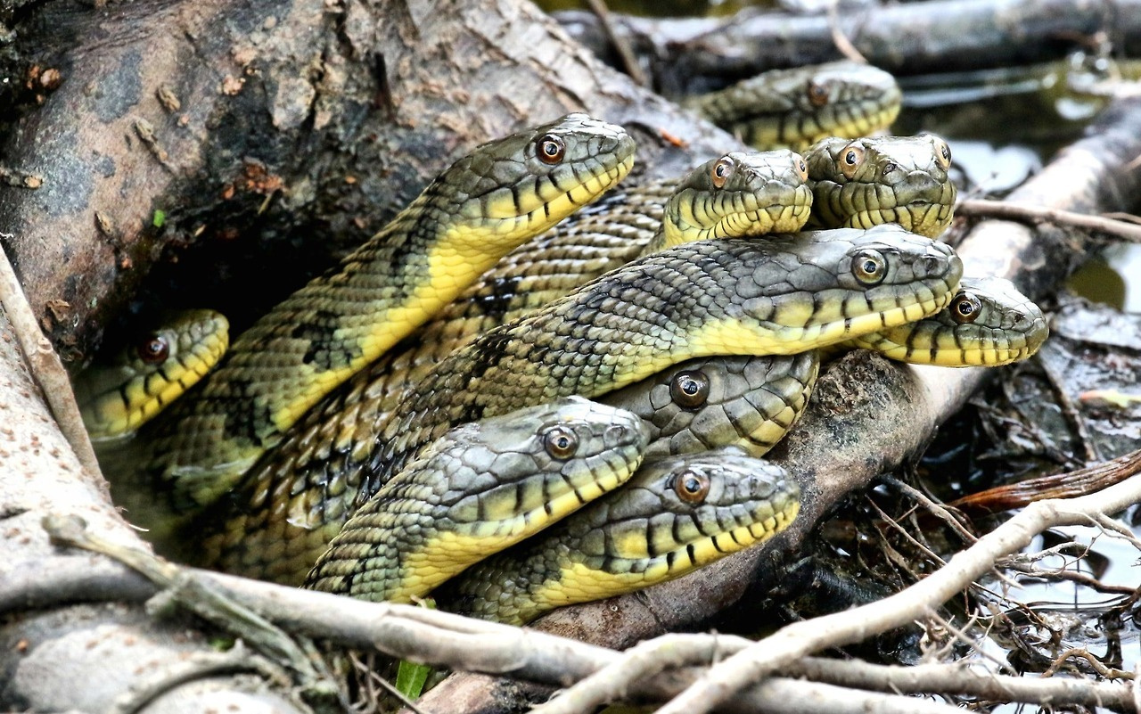 Snake nest in Richmond, Texas