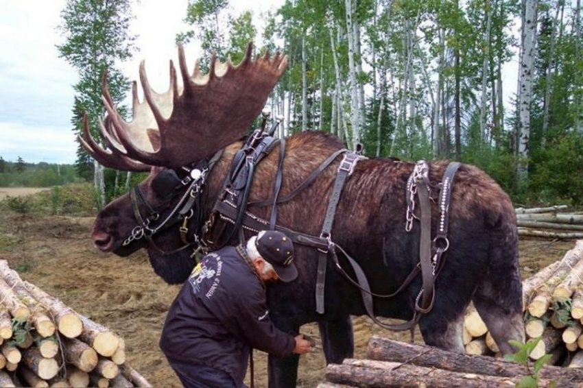 moose logging