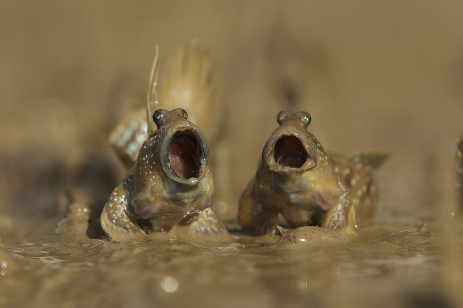Mudskippers take a last big breath before the tide comes in, photo by Daniel Tim