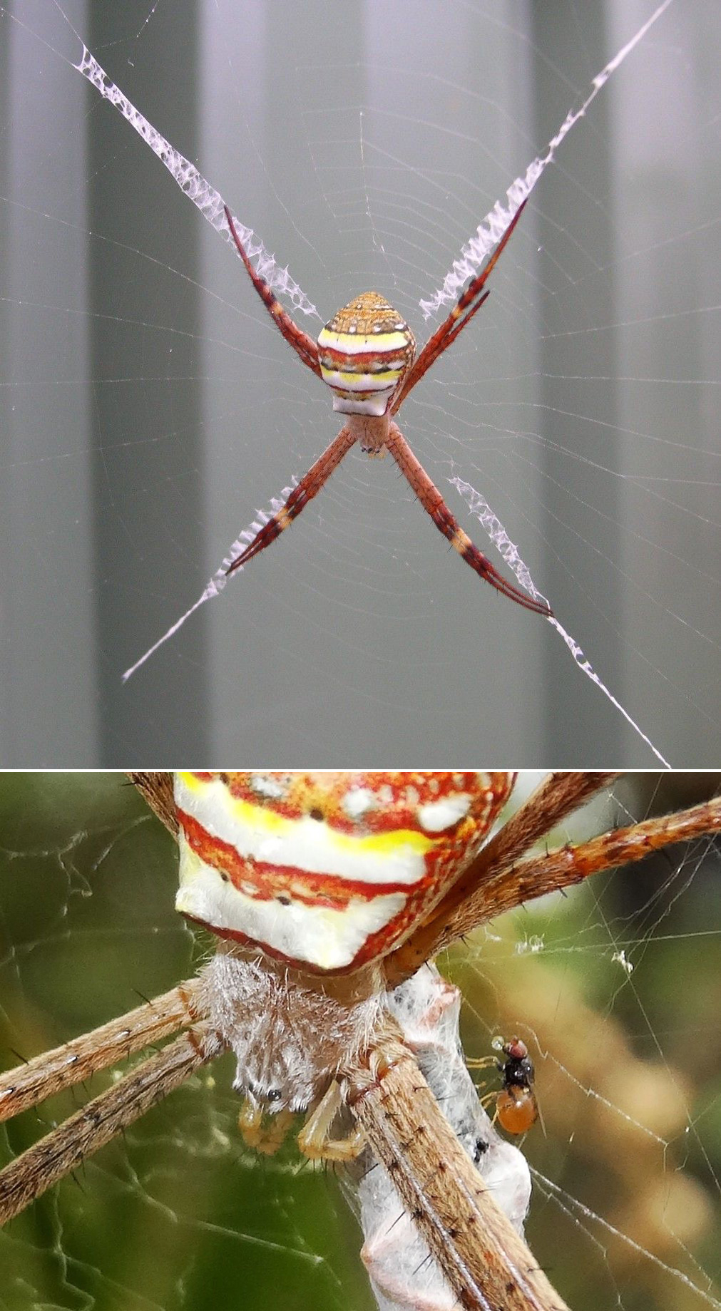 St. Andrews Cross spider, found in Austrlia (of course)