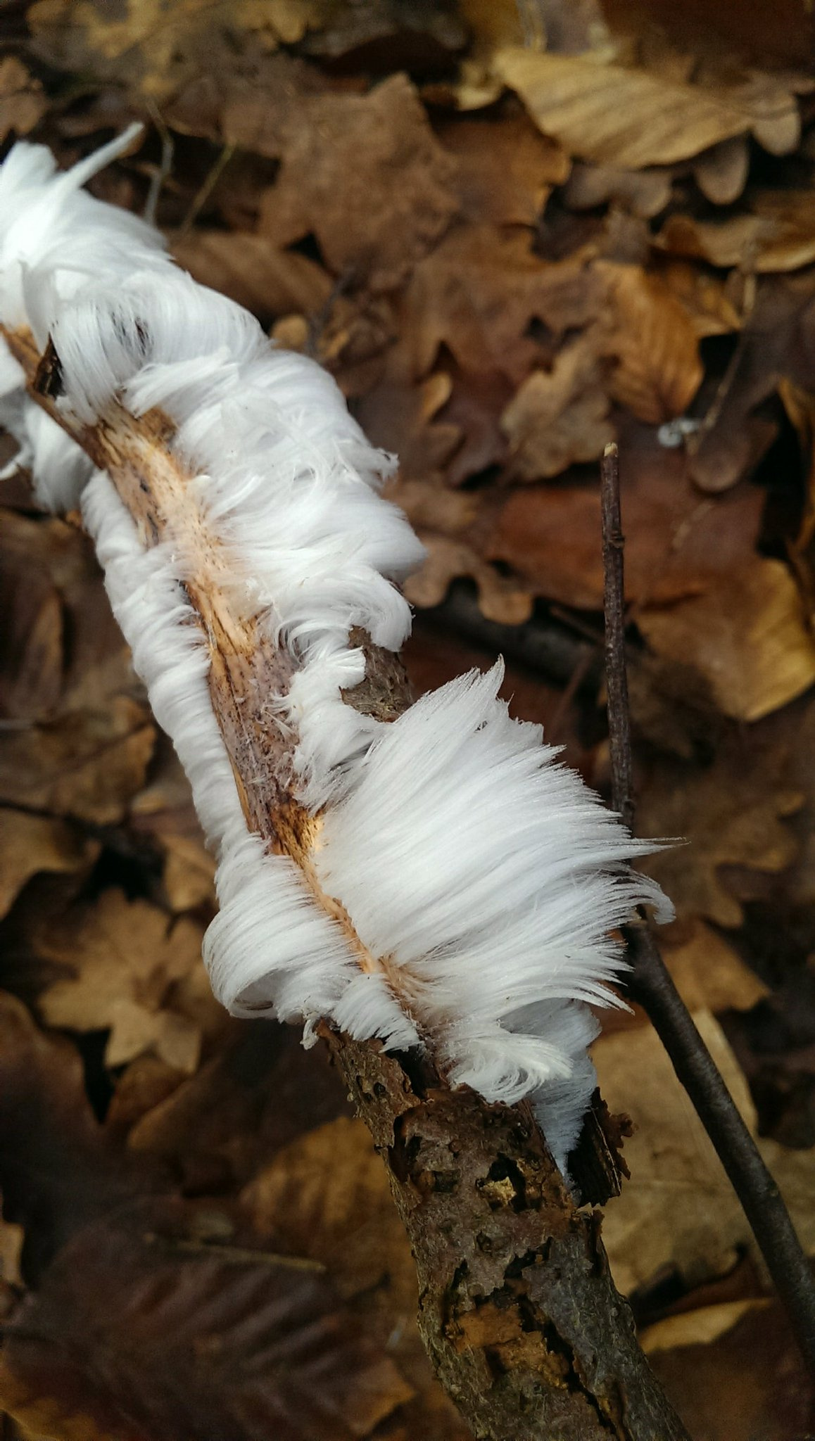 Hair ice, each strand less than 0.02mm thick, forms only in the presence of a fungus