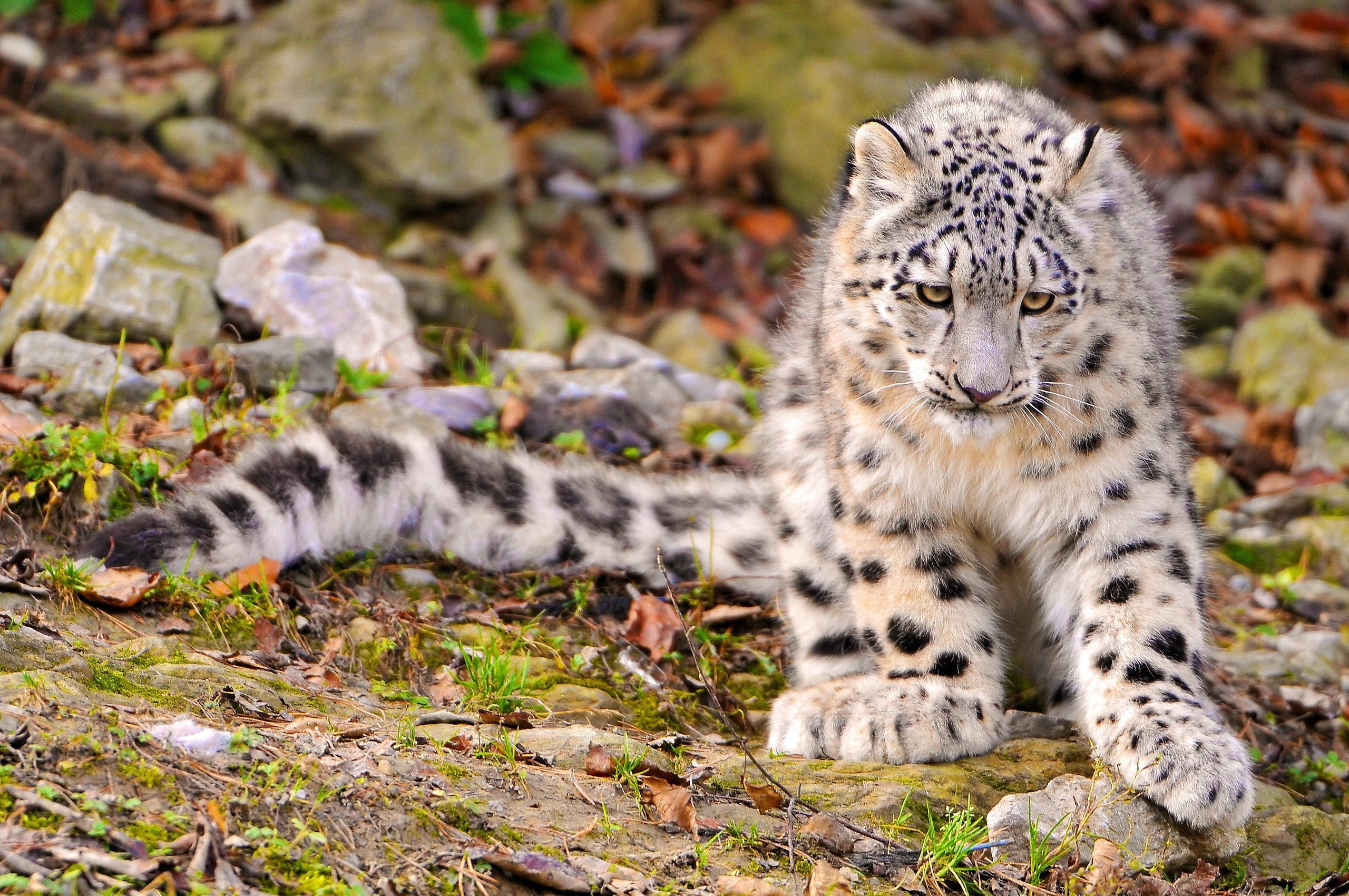 Snow leopard, found in mountainous regions of Eastern Asia