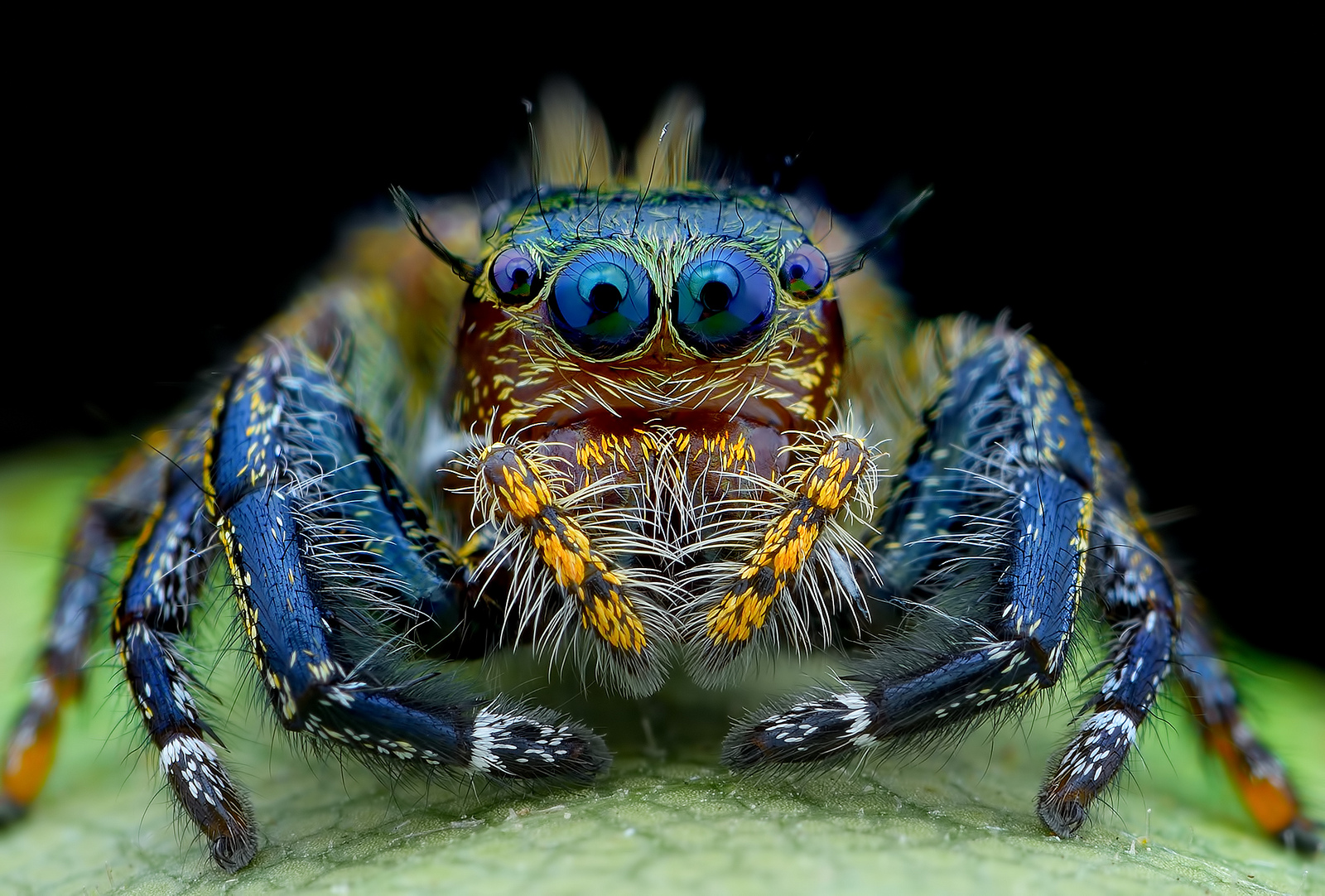 jumping spider hd