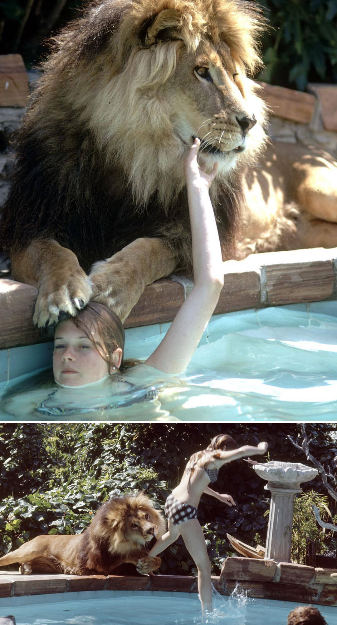 melanie griffith and pet lion