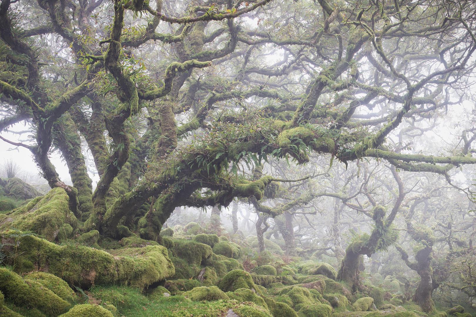 dartmoor national park trees