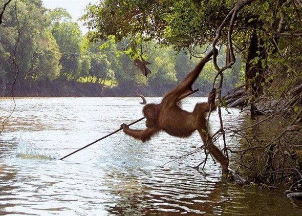 Teach a Monkey to Fish and....