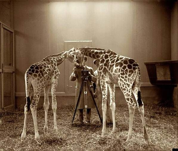 Perfect Timing Animal Photographs